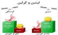 گرلین: چگونه این «هورمون گرسنگی» را کنترل کنیم تا چربی بسوزانیم ؟ قسمت دوم